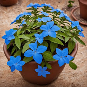 Plumbago Seeds Cape Leadwort– Dark Blue