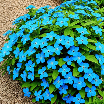 Plumbago Seeds Cape Leadwort– Dark Blue