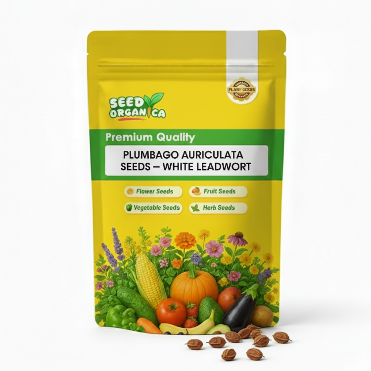Plumbago auriculata Seeds – White Leadwort