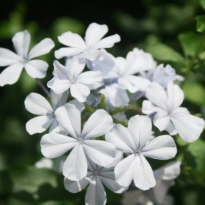 Plumbago auriculata Seeds – White Leadwort