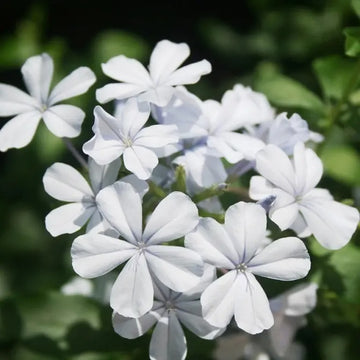 Plumbago auriculata Seeds – White Leadwort