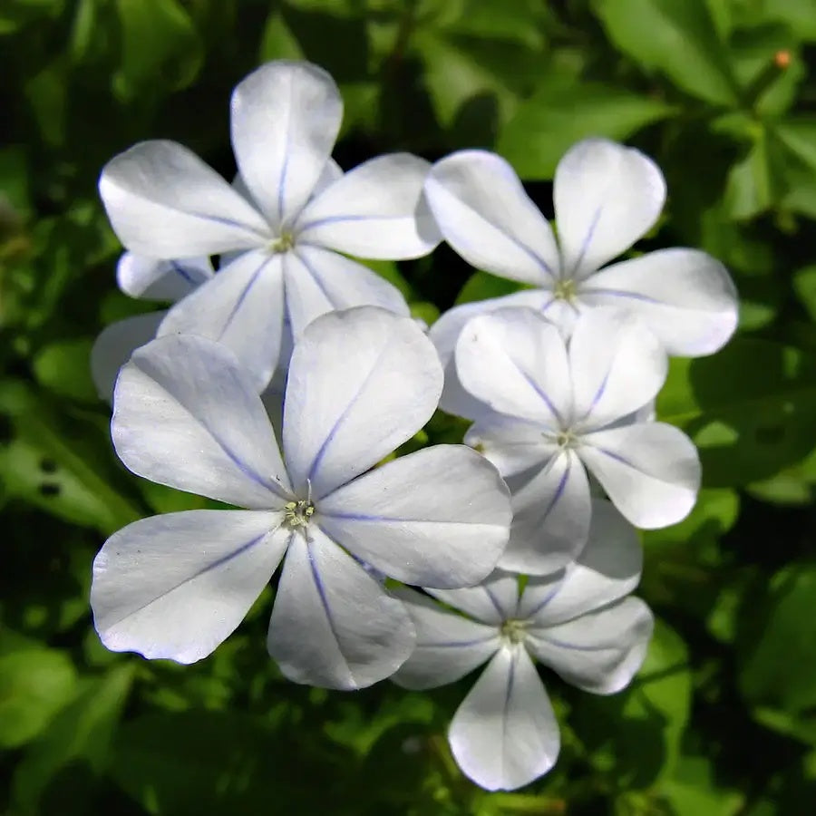 Plumbago auriculata Seeds – White Leadwort