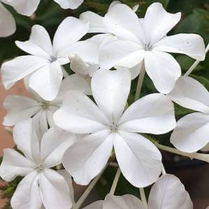 Plumbago auriculata Seeds – White Leadwort