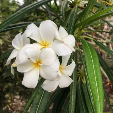 Plumeria Alba Seeds
