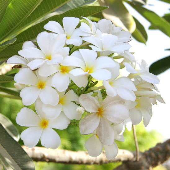 Plumeria Alba Seeds