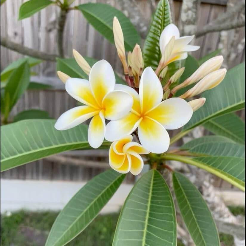 Plumeria Rubra Seeds