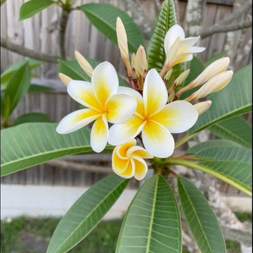 Plumeria Rubra Seeds