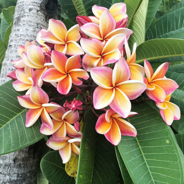 Plumeria Rubra Seeds