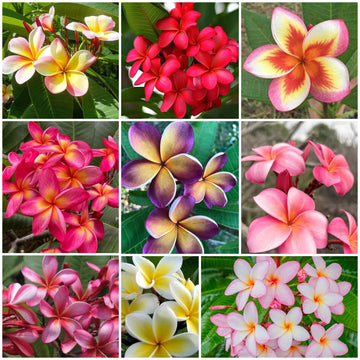 Plumeria Seeds - All In One For Home Gardens