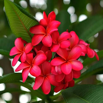 Plumeria Seeds - All In One For Home Gardens