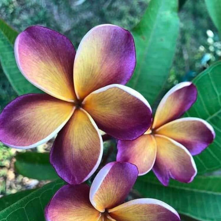 Plumeria Seeds - All In One For Home Gardens