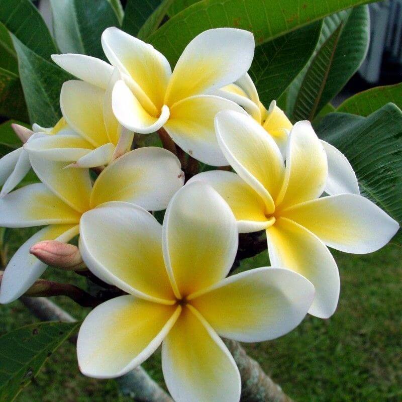 Plumeria Seeds - All In One For Home Gardens