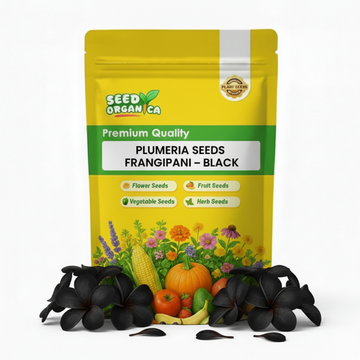 Plumeria Seeds Frangipani – Black