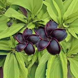 Plumeria Seeds (Frangipani) – Black