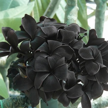 Plumeria Seeds (Frangipani) – Black