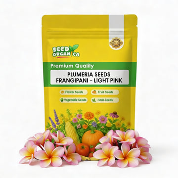 Plumeria Seeds Frangipani – Light Pink
