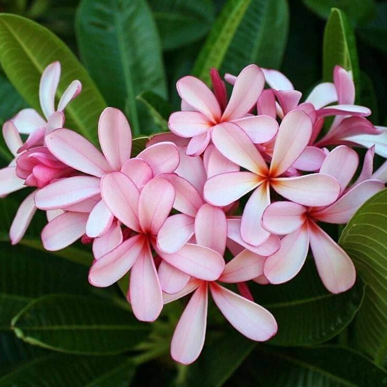 Plumeria Seeds (Frangipani) – Light Pink