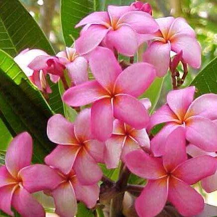 Plumeria Seeds (Frangipani) – Light Pink