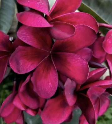 Plumeria Seeds (Frangipani) – Maroon
