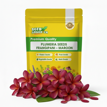 Plumeria Seeds Frangipani – Maroon