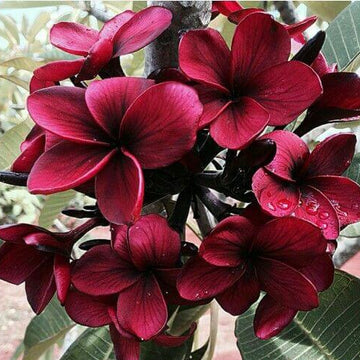 Plumeria Seeds (Frangipani) – Maroon