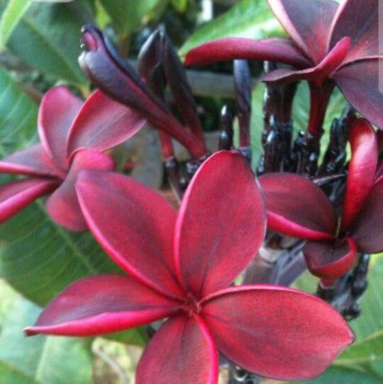 Plumeria Seeds (Frangipani) – Maroon