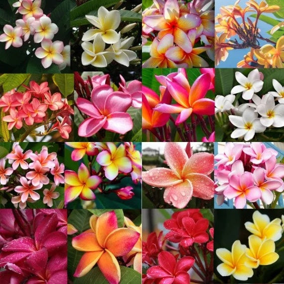 Plumeria Seeds (Frangipani) – Mixed