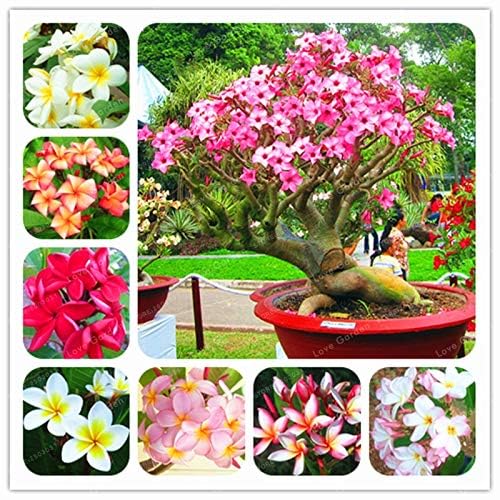 Plumeria Seeds (Frangipani) – Mixed