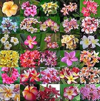Plumeria Seeds (Frangipani) – Mixed