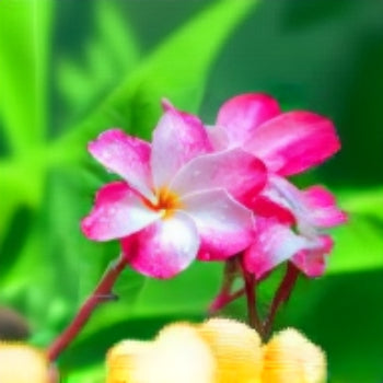 Plumeria Seeds Frangipani – Pink & White