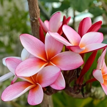 Plumeria Seeds Frangipani – Pink & White