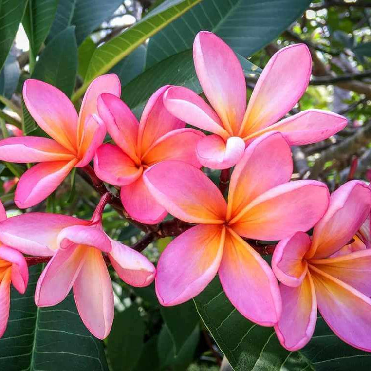 Plumeria Seeds Frangipani – Pink & White