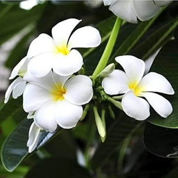 Plumeria Seeds (Frangipani) – White