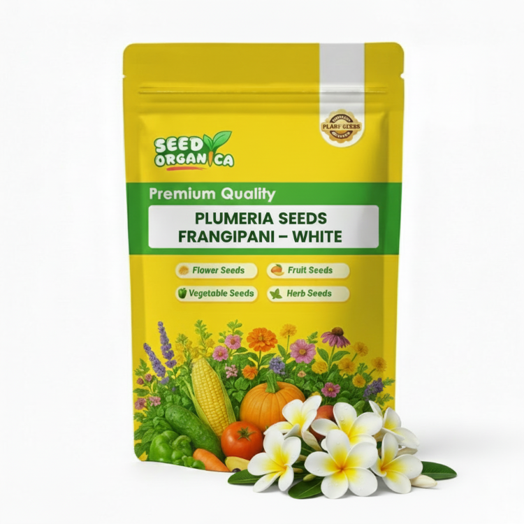Plumeria Seeds Frangipani – White