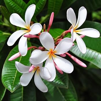 Plumeria Seeds (Frangipani) – White