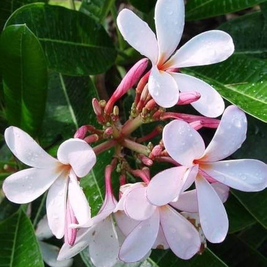 Plumeria Seeds (Frangipani) – White