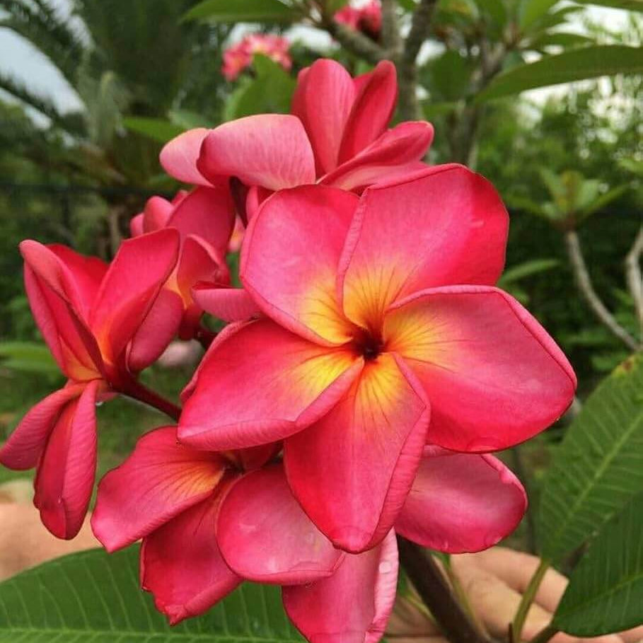 Plumeria Seeds – Red & White