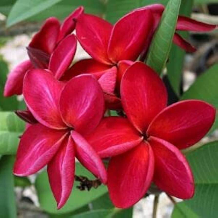Plumeria Seeds – Red & White