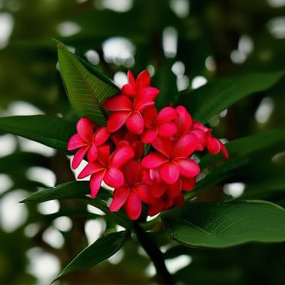 Plumeria Seeds – Red & White