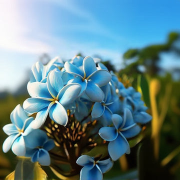 Plumeria Seeds – Sky Blue