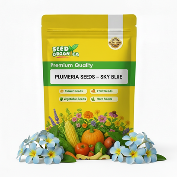 Plumeria Seeds – Sky Blue