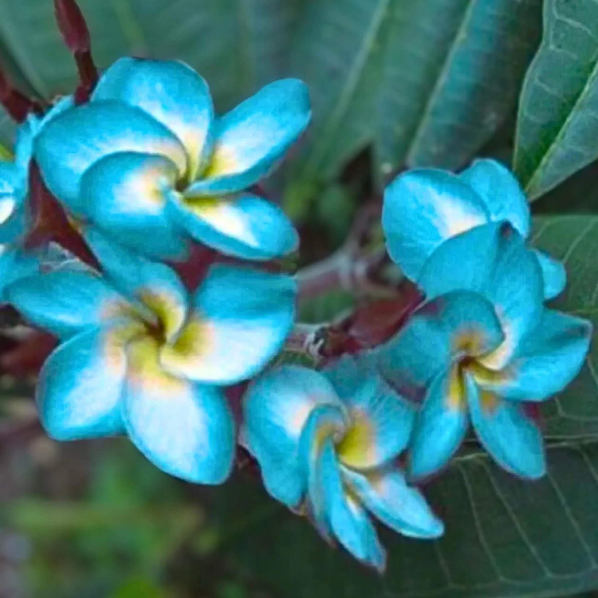 Plumeria Seeds – Sky Blue