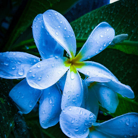 Plumeria Seeds – Sky Blue