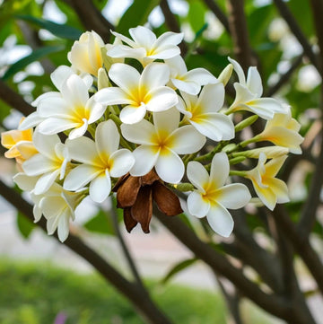 Plumeria Seeds for Planting