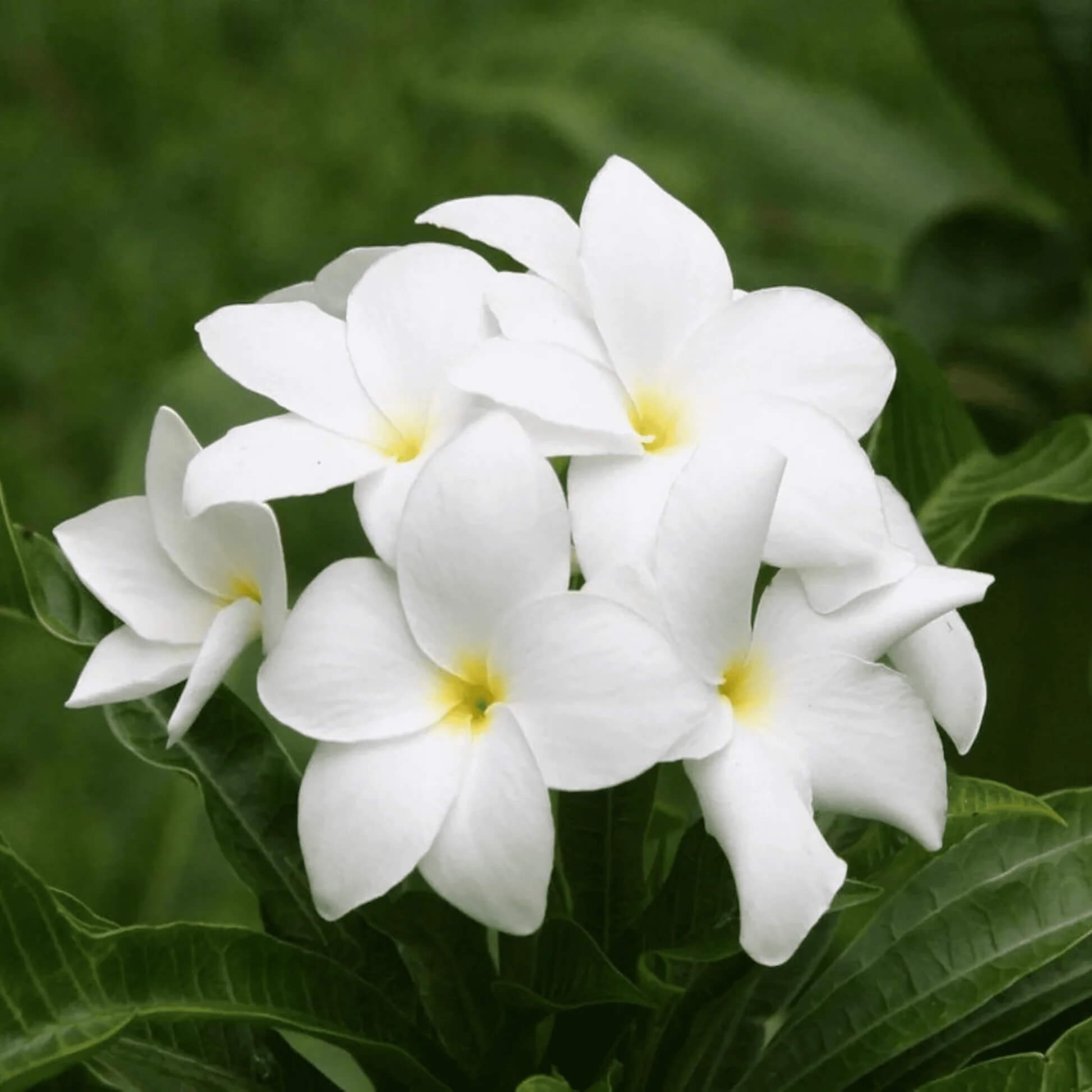 Plumeria Seeds for Planting