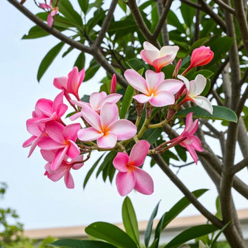 Plumeria Seeds for Planting