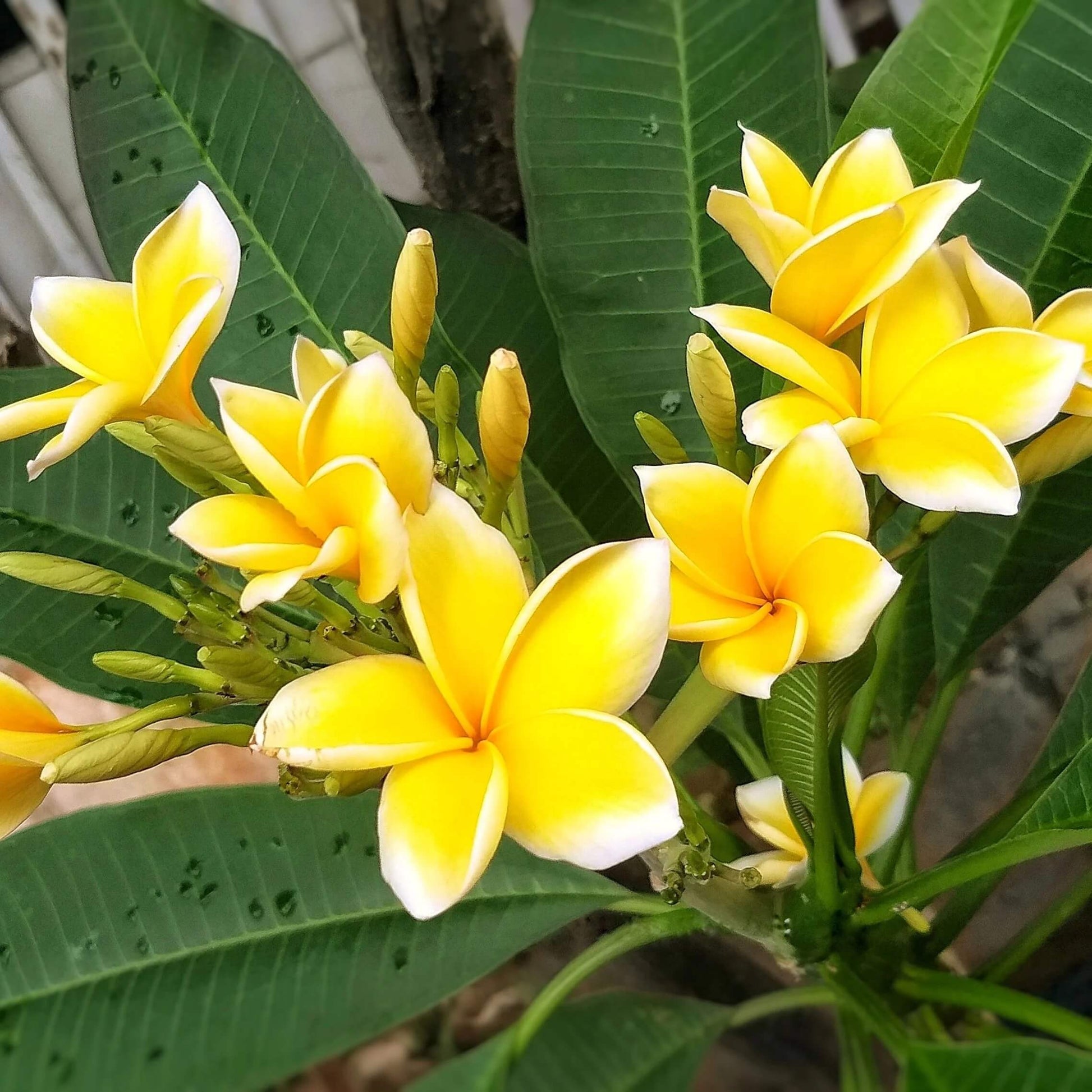 Plumeria Seeds for Planting