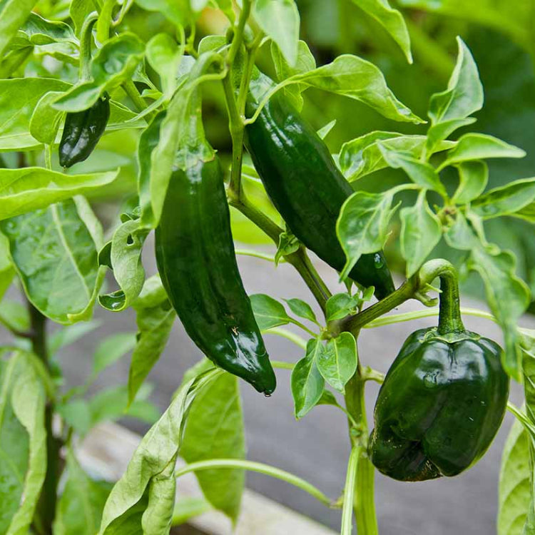 Poblano Pepper Seeds 