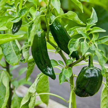 Poblano Pepper Seeds 