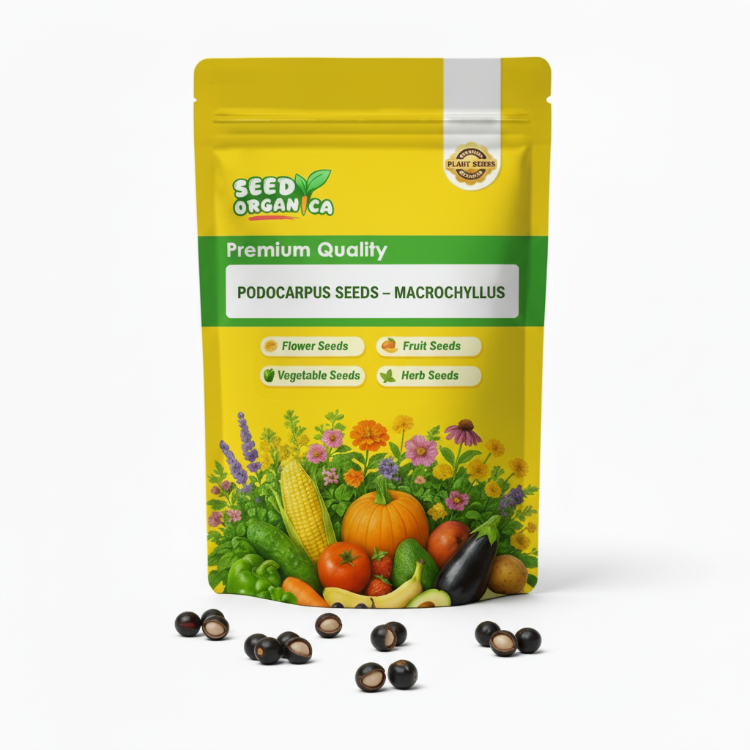 Podocarpus Seeds – Macrophyllus